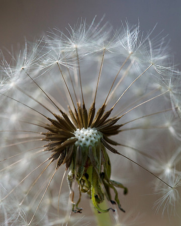 Make a Wish