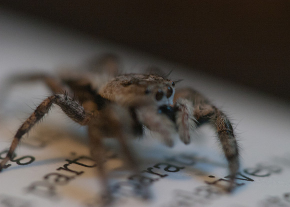 Reading Spider