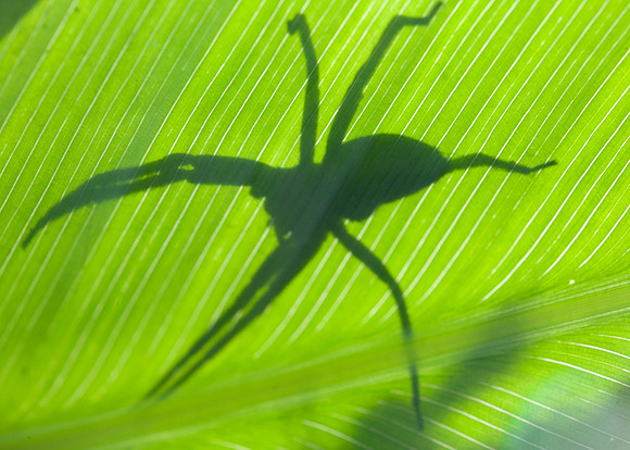 Spider Shadow Puppet 2