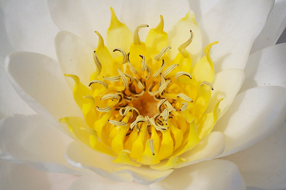 Water Lily