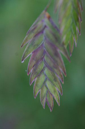 Oat Grass
