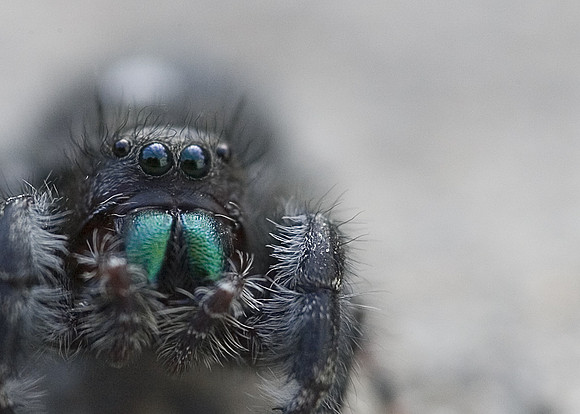 Blue Fangs