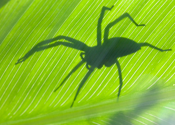 Spider Shadow Puppet 1